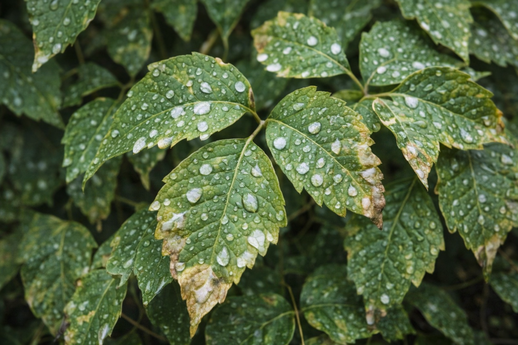 Using bleach for poison ivy removal with caution